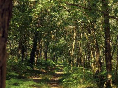 Center Parcs Les Landes de Gascogne