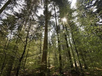 Center Parcs Les Trois Forêts